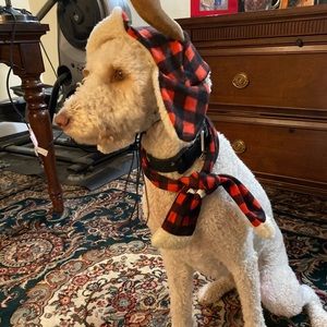 Meet your Posher, Casey